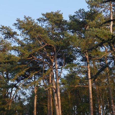 Bain de forêt - Lodges Cosy&Spa Neufchâtel-Hardelot Extérieur photo
